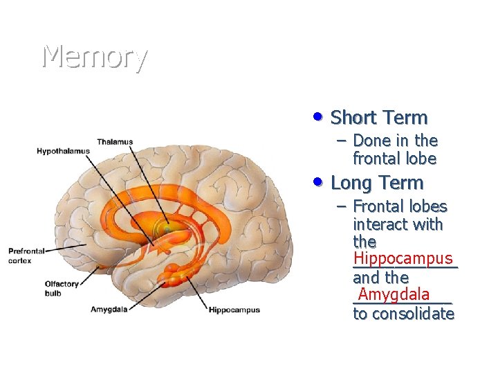 Memory • Short Term – Done in the frontal lobe • Long Term –