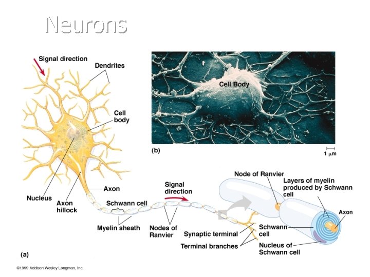 Neurons 