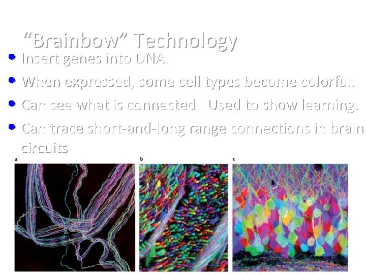 “Brainbow” Technology • Insert genes into DNA. • When expressed, some cell types become