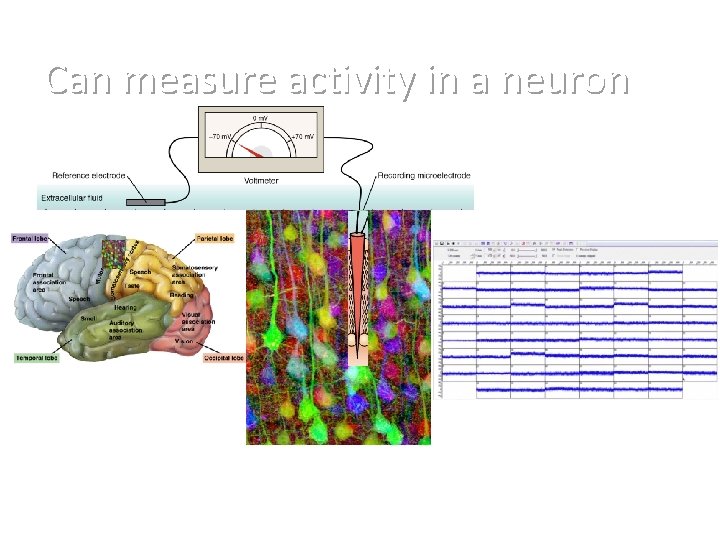 Can measure activity in a neuron 