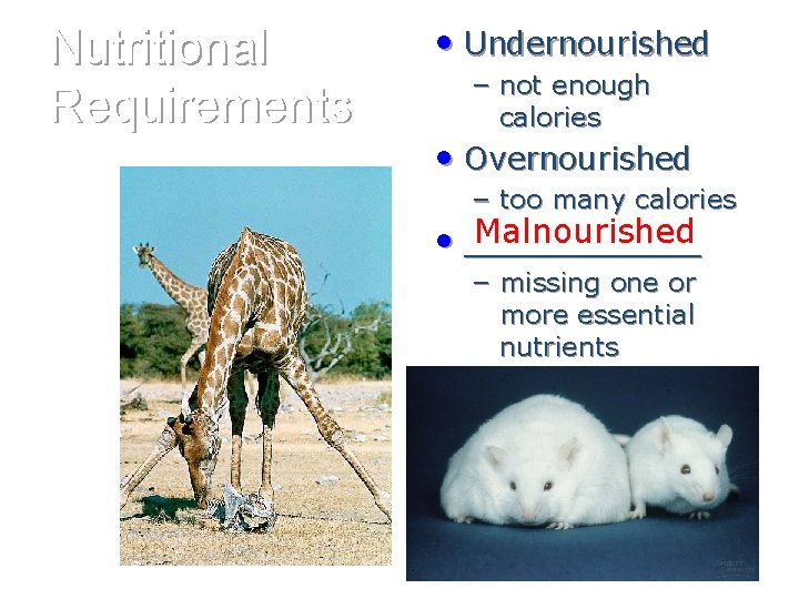 Nutritional Requirements • Undernourished – not enough calories • Overnourished – too many calories