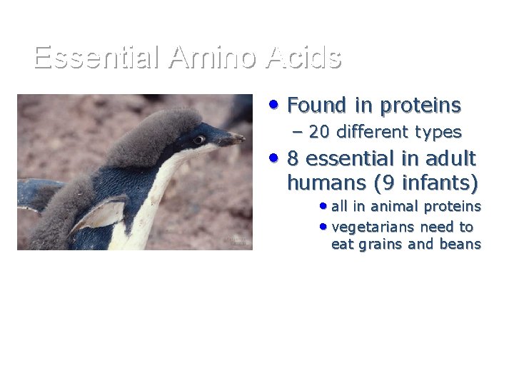 Essential Amino Acids • Found in proteins – 20 different types • 8 essential