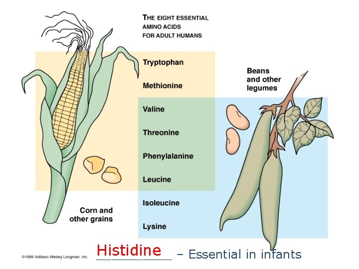 Histidine _____ – Essential in infants 