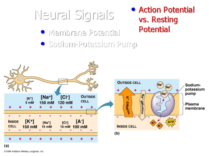 Neural Signals • Action Potential • Membrane Potential • Sodium-Potassium Pump vs. Resting *