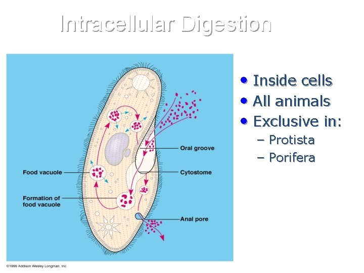 Intracellular Digestion • Inside cells • All animals • Exclusive in: – Protista –