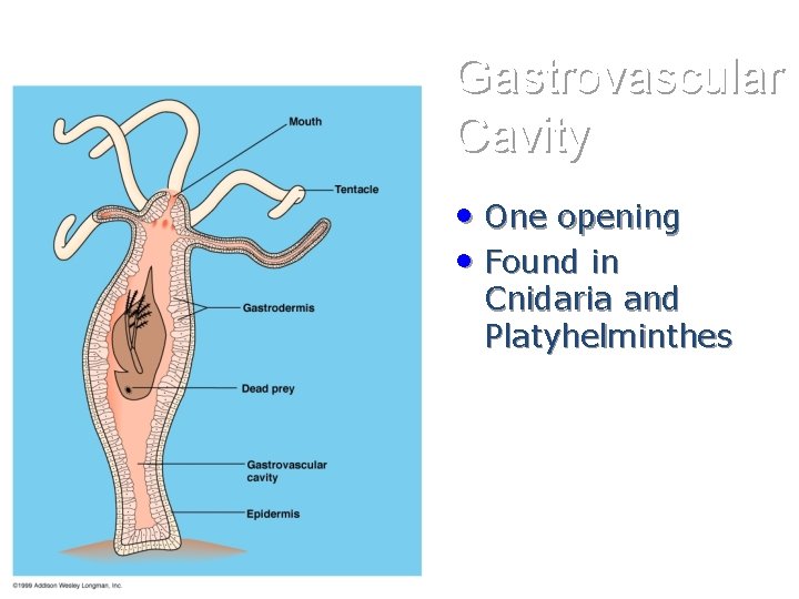 Gastrovascular Cavity • One opening • Found in Cnidaria and Platyhelminthes 