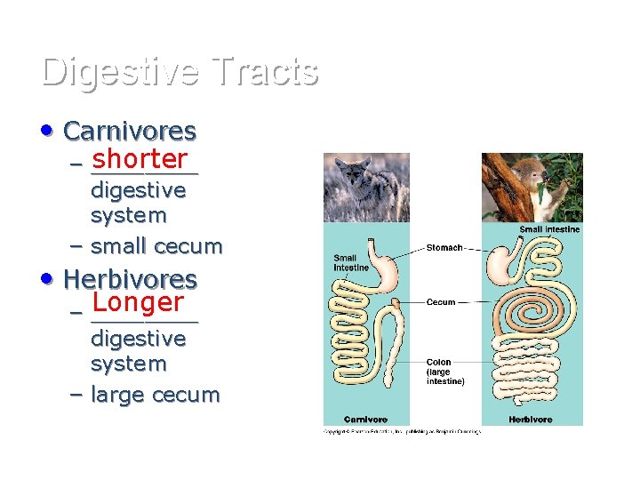 Digestive Tracts • Carnivores shorter – ____ digestive system – small cecum • Herbivores