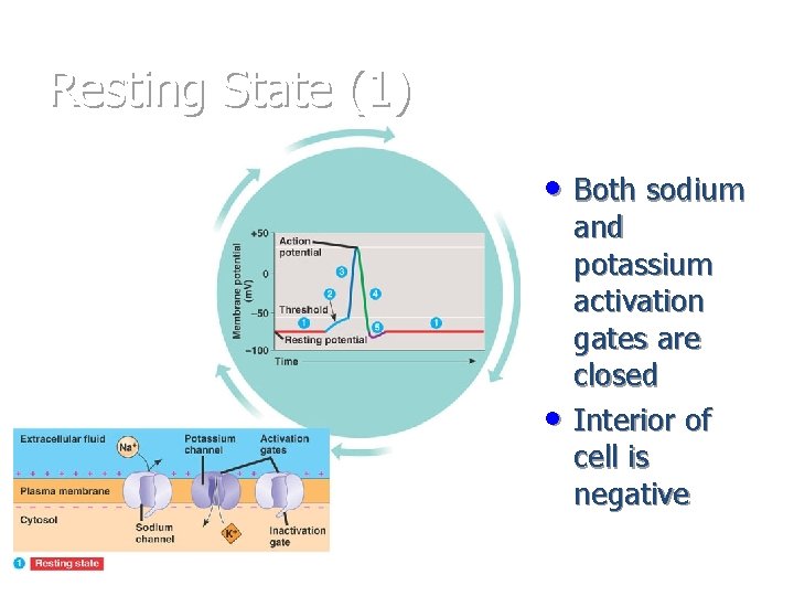 Resting State (1) * • Both sodium • and potassium activation gates are closed