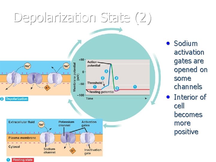 Depolarization State (2) * • Sodium • activation gates are opened on some channels