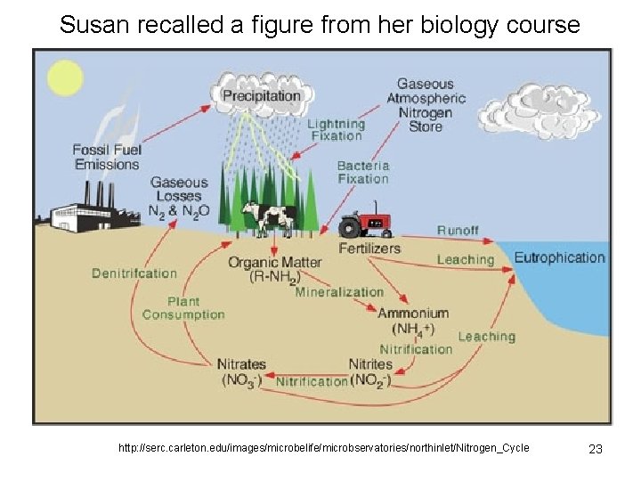 Susan recalled a figure from her biology course http: //serc. carleton. edu/images/microbelife/microbservatories/northinlet/Nitrogen_Cycle 23 