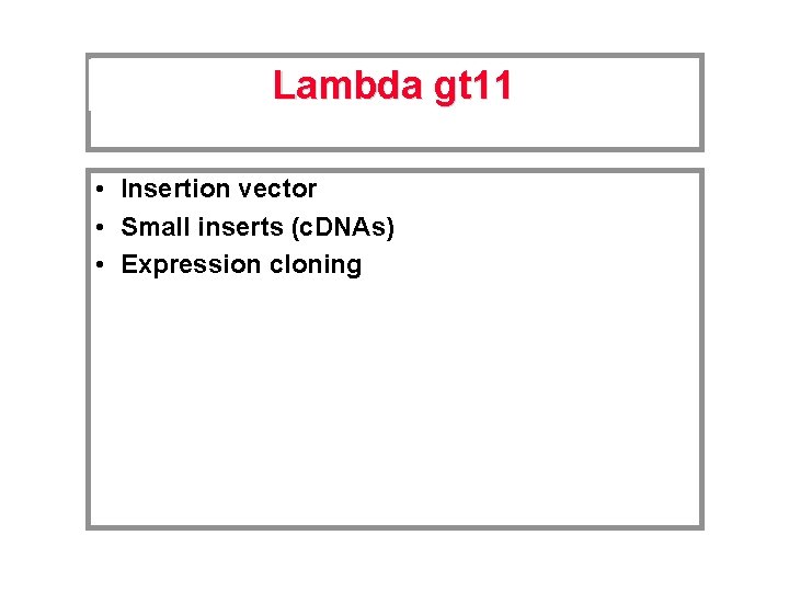 Lambda gt 11 • Insertion vector • Small inserts (c. DNAs) • Expression cloning