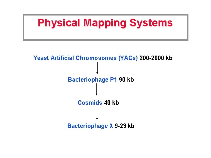 Physical Mapping Systems Yeast Artificial Chromosomes (YACs) 200 -2000 kb Bacteriophage P 1 90