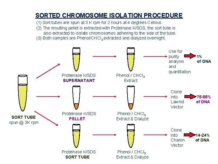 SORTED CHROMOSOME ISOLATION PROCEDURE (1) Sort tubes are spun at 3 K rpm for