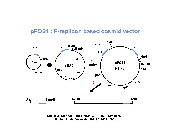 p. FOS 1 : F-replicon based cosmid vector cos cos Hind. III Bam. HI