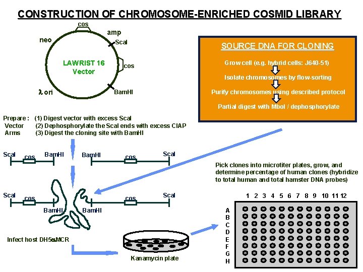 CONSTRUCTION OF CHROMOSOME-ENRICHED COSMID LIBRARY cos amp cos neo Sca. I LAWRIST 16 Vector