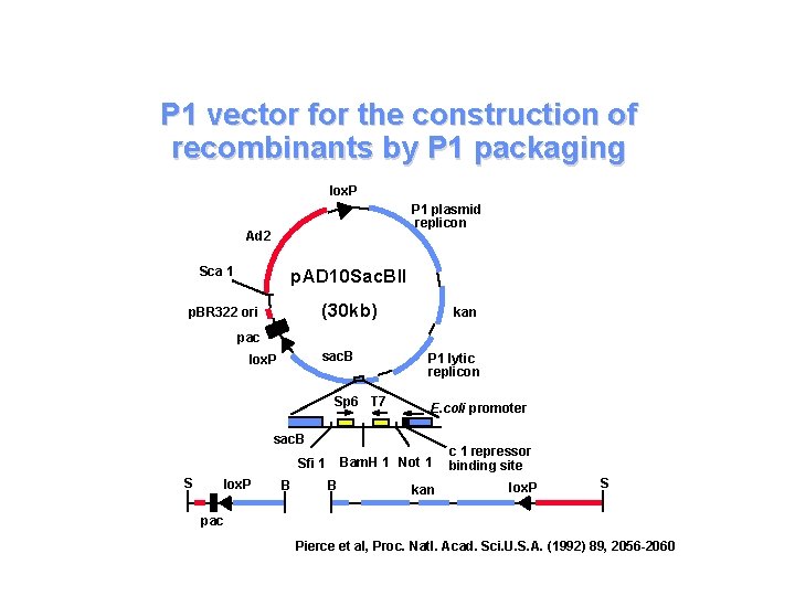 P 1 vector for the construction of recombinants by P 1 packaging lox. P