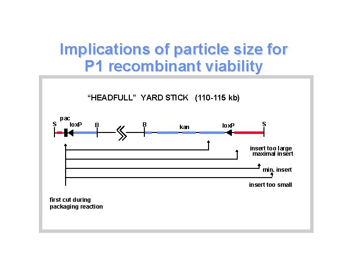 Implications of particle size for P 1 recombinant viability “HEADFULL” YARD STICK (110 -115