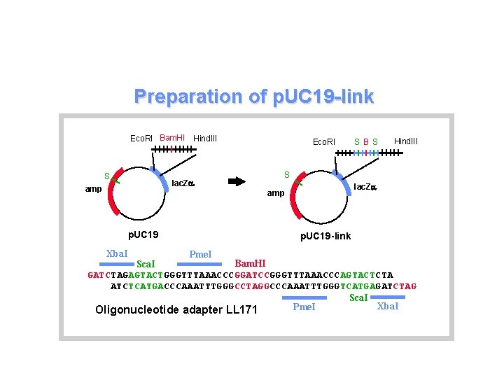 Preparation of p. UC 19 -link Eco. RI Bam. HI Hind. III S lac.