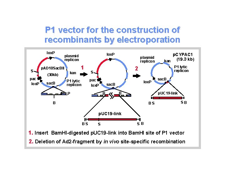 P 1 vector for the construction of recombinants by electroporation lox. P S pac