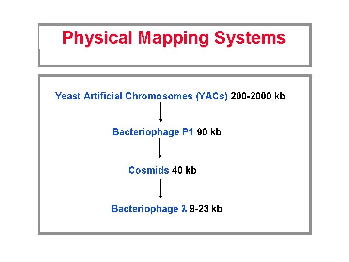 Physical Mapping Systems Yeast Artificial Chromosomes (YACs) 200 -2000 kb Bacteriophage P 1 90