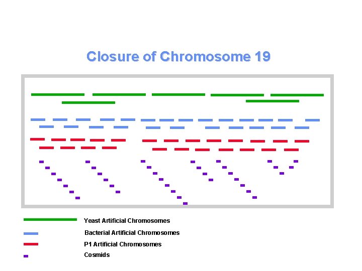 Closure of Chromosome 19 Yeast Artificial Chromosomes Bacterial Artificial Chromosomes P 1 Artificial Chromosomes