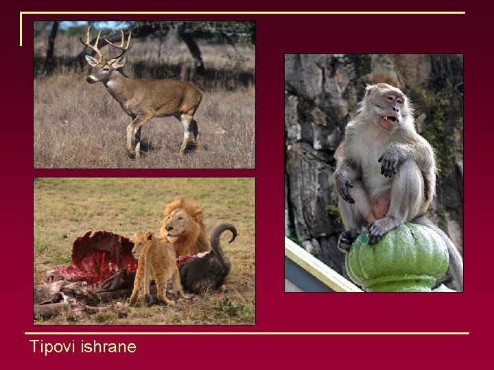 Tipovi ishrane Tipovi ishrane