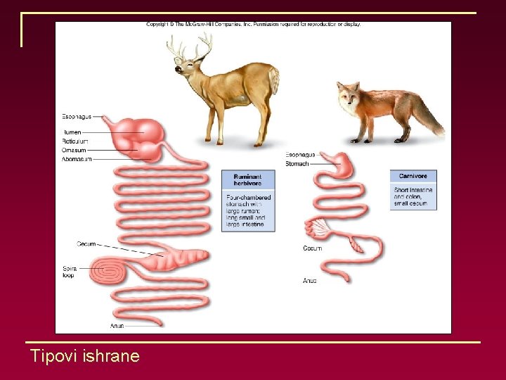 Tipovi ishrane 