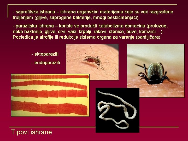 - saprofitska ishrana – ishrana organskim materijama koje su već razgrađene truljenjem (gljive, saprogene