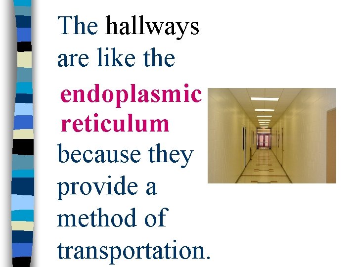 The hallways are like the endoplasmic reticulum because they provide a method of transportation.