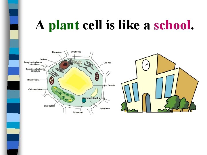 A plant cell is like a school. 