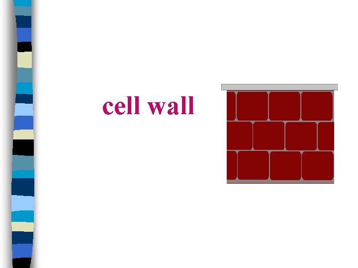 cell wall 