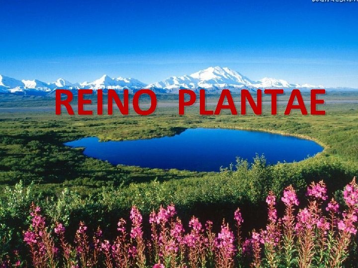 REINO PLANTAE 