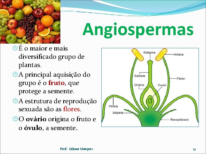 Angiospermas É o maior e mais diversificado grupo de plantas. A principal aquisição do