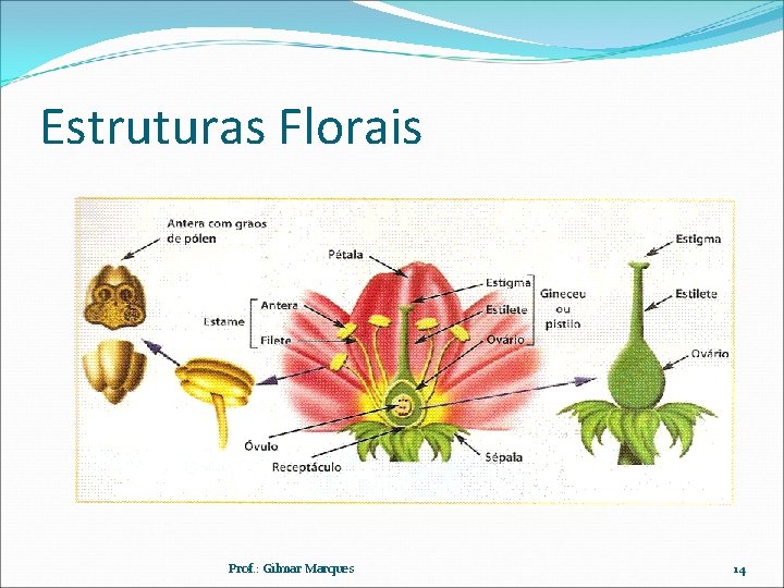 Estruturas Florais Prof. : Gilmar Marques 14 