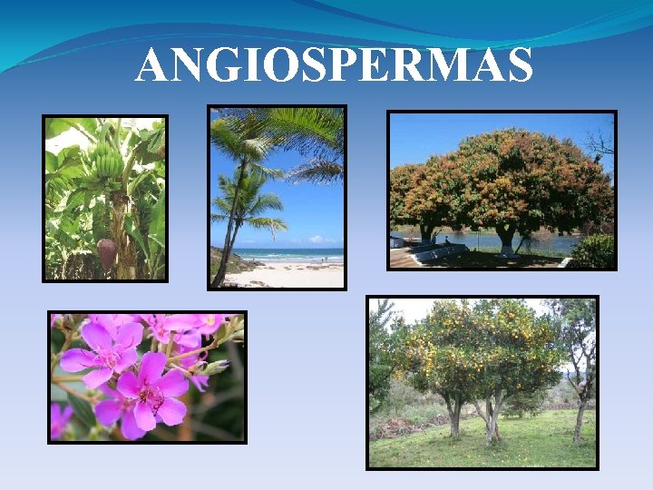 ANGIOSPERMAS 