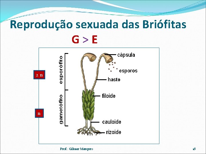 Reprodução sexuada das Briófitas G>E 2 n n Prof. : Gilmar Marques 18 