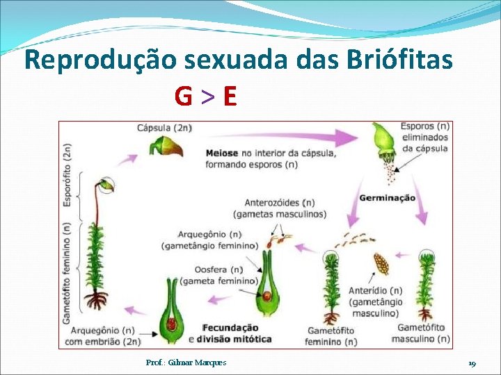Reprodução sexuada das Briófitas G>E Prof. : Gilmar Marques 19 