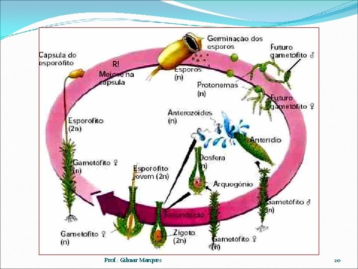 Prof. : Gilmar Marques 20 