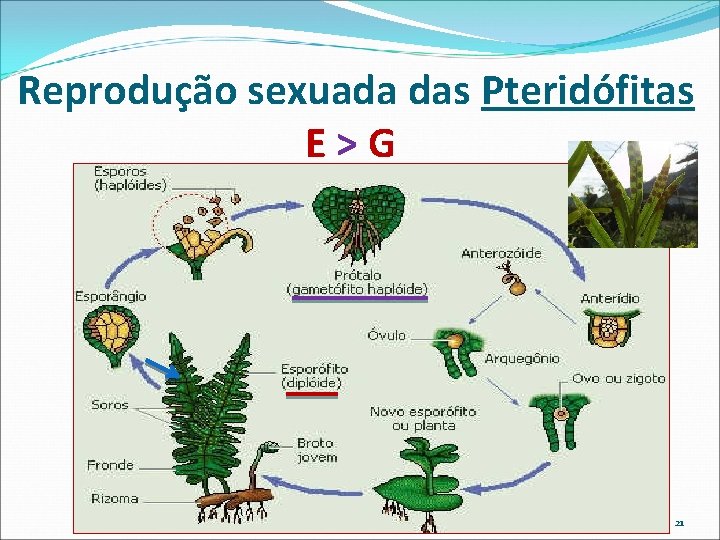 Reprodução sexuada das Pteridófitas E>G 21 