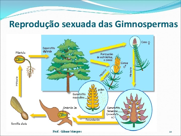 Reprodução sexuada das Gimnospermas Prof. : Gilmar Marques 22 