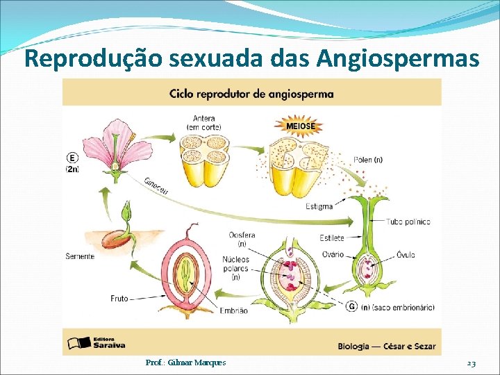 Reprodução sexuada das Angiospermas Prof. : Gilmar Marques 23 