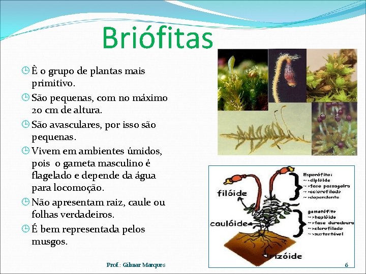 Briófitas È o grupo de plantas mais primitivo. São pequenas, com no máximo 20