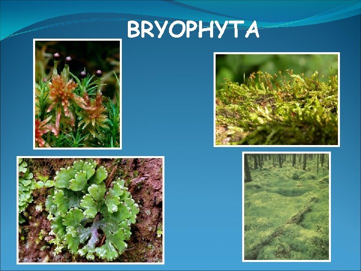 BRYOPHYTA 