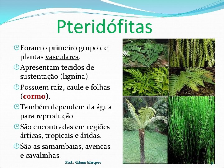 Pteridófitas Foram o primeiro grupo de plantas vasculares. Apresentam tecidos de sustentação (lignina). Possuem