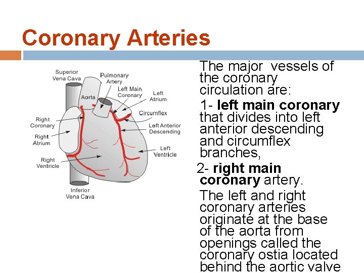 Coronary Arteries The major vessels of the coronary circulation are: 1 - left main