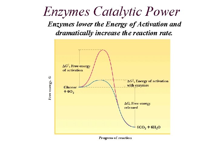 Enzymes Catalytic Power Enzymes lower the Energy of Activation and dramatically increase the reaction