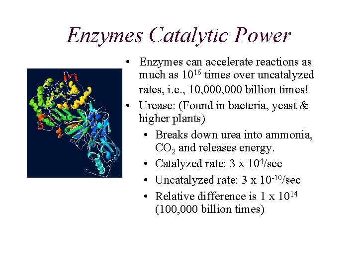 Enzymes Catalytic Power • Enzymes can accelerate reactions as much as 1016 times over