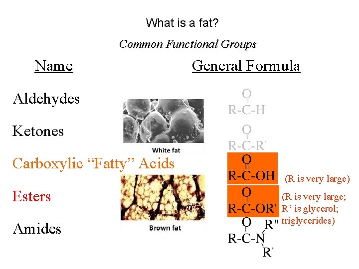 What is a fat? Common Functional Groups Name General Formula Aldehydes Ketones Carboxylic “Fatty”