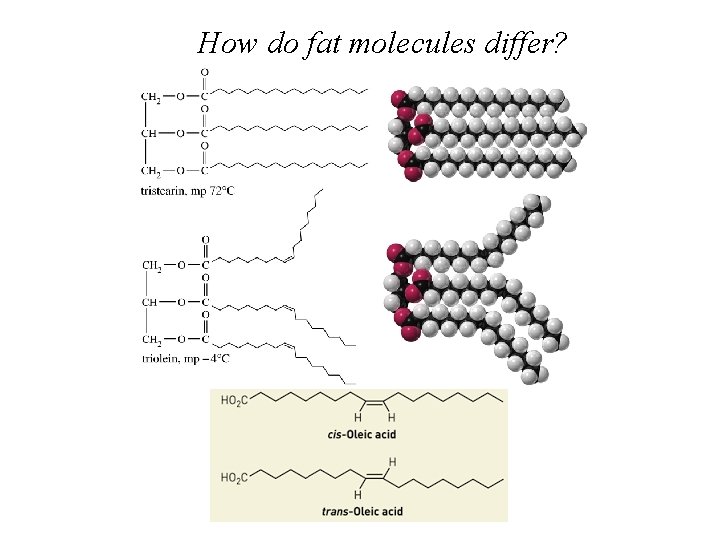 How do fat molecules differ? 