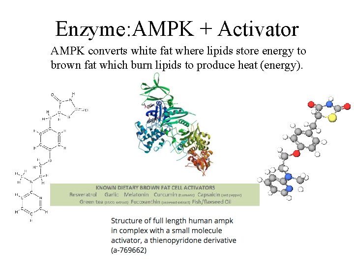 Enzyme: AMPK + Activator AMPK converts white fat where lipids store energy to brown